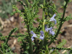 Salvia stenophylla