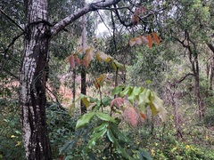 Alectryon tomentosus