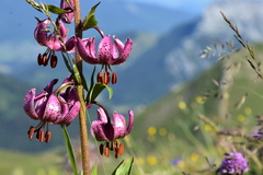 Lilium martagon