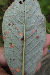 Polystigma fulvum