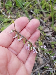 Cyphia crenata crenata