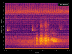 Pipistrellus pipistrellus