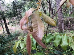 Alectryon tomentosus