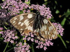 Melanargia galathea