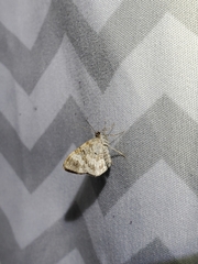 Epirrhoe alternata