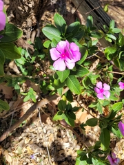 Catharanthus roseus