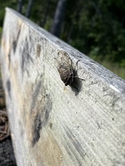 Neotibicen canicularis