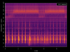 Pipistrellus pipistrellus