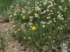 Lasiospermum bipinnatum