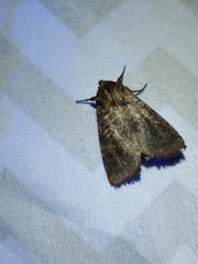 Eriopygini