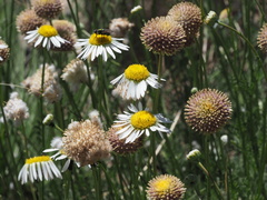 Lasiospermum bipinnatum