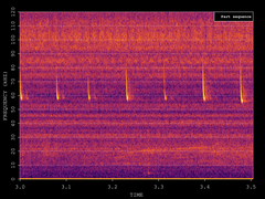 Pipistrellus pygmaeus