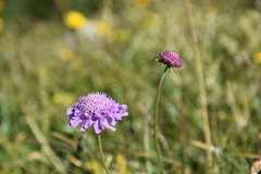 Scabiosa lucida