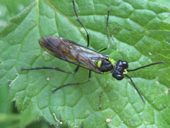 Tenthredo mesomela