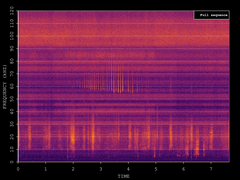 Pipistrellus pygmaeus