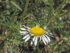 Lasiospermum bipinnatum