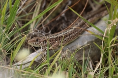 Lacerta viridis