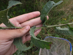 Centaurea phrygia pseudophrygia