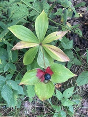 Medeola virginiana