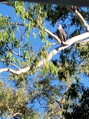Haliaeetus leucogaster