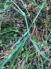Dianella longifolia