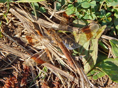 Sympetrum pedemontanum