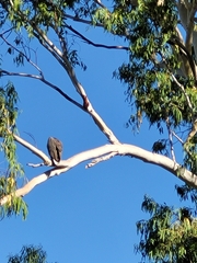 Haliaeetus leucogaster