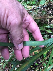 Dianella longifolia
