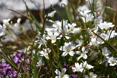 Cerastium alpinum