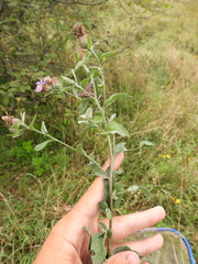 Centaurea phrygia pseudophrygia