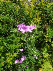 Linum hypericifolium