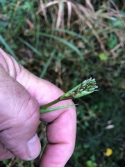 Dianella longifolia