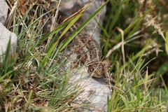 Lacerta viridis
