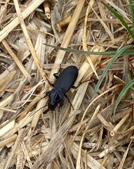 Pterostichus melanarius