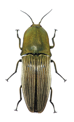 Chalcolepidius porcatus