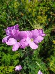 Linum hypericifolium