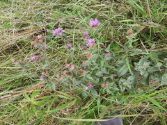 Centaurea phrygia pseudophrygia