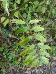 Valeriana officinalis officinalis