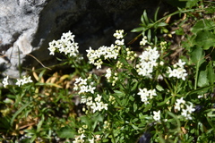 Galium anisophyllon