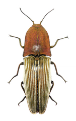 Chalcolepidius porcatus