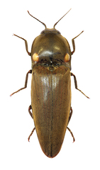 Pyrophorus noctilucus