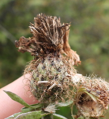 Centaurea phrygia pseudophrygia