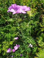 Linum hypericifolium