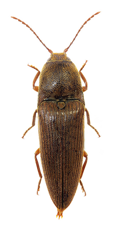 Atractosomus