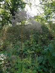 Valeriana officinalis officinalis