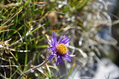 Aster alpinus
