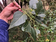 Brachychiton populneus