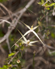 Caladenia capillata