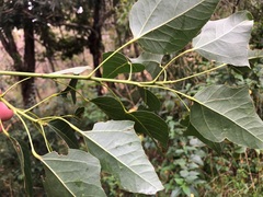 Brachychiton populneus