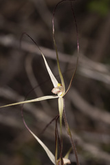 Caladenia capillata